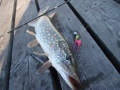 840g omatekoisella liitsill�