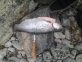 1,5kg kirjo merelt� toukokuun eka vklp