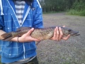 fisu