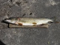 3,6 kilon hauki, iski kuusamon 2009 vuosi uistimeen