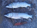 Yhteens� 4,9 kiloo haukea, molemmat tuli ruohikko r�s�sell�.