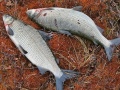 saatiin kaverin kanssa yhteens� 5,6 kiloa siikaa