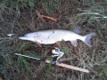 hauki 2.8kg