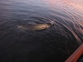 K�sivarren hauki