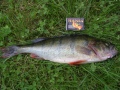 Ahven 480g