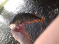 #Perch