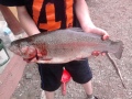 Kirjo 2.22kg