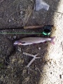 39cm Harjus perholla 
