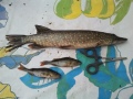 N.1kg hauki ja pari ahventa