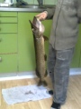 Muonion Joesta 3,5kg