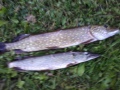 Pari haukea katiskalla 1,5 KG