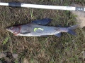Harjus 41cm