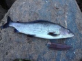 Harjus 46 cm