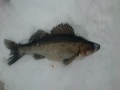 Reilu 1 Kg kuha