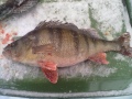 1.34  kg     42.5 cm   Kankarisvesi    J�ms�nkoski