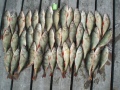 Tunnin pilkkisaalis(15kg)raitapaitoja