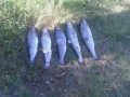 viime kes�n saalis. n. 3h reissu Iso-Valkeiselle. Rapala Jointed