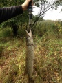 Hauki 2,76 kg
