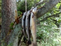 Taimenta