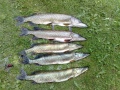 FIVE PIKES