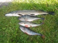 Joitakin vauraita affenii. Hauki 1,7kg.