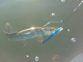 18cm bomber maistuu.. C&R