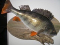 Omatekoisella morrilla 1520g