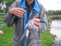 Tiiran irroitus 0.12 firelinest� 