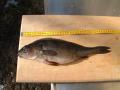 T�n talven enkka 575 g