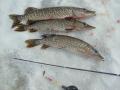 3 haukea Joiku-pilkill�