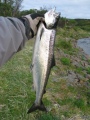 Vestre jakobselva