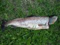 Kes�n ensimm�inen taimen