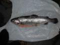 750g Kirjolohi