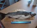 J�rvitaimen 2,6kg pituutta 60 cm saimaalta vetouistelemalla.