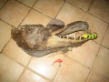 10.5 kg hauki kannuskoskelta