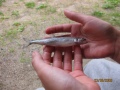 Pikku kuore