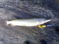 hauki 4.2 kg hauki 4.2 kg