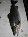3,2 kg j�rvitaimen