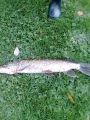 1,5 kg hauki