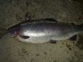 Lohi 1.9kg
