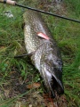 Hauki 7,2kg Hauki 7,2kg