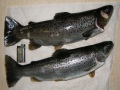 Järvitaimenia Järvitaimenia