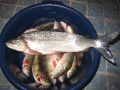 P�iv�n  pilkkireissu siika 850g  50cm  Kantvik