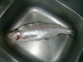 Kirre 1.3kg