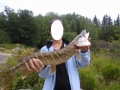 Ul-v�lineill� saatu 3.6kg hauki.Kyl j�nnitti kest��k� vapa Abun rudy 2-10g siima 0,10 pelk�ll� lukolla.