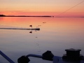 Uistelua Ouluj�rvell�