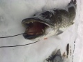 Purukalustoa