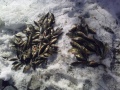 11,5kg ahventa :-D  pilkill�