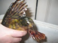 T�llanen pyrst�t�nhauki tuli verkosta