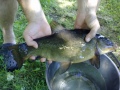 Suutari keski-suomesta, l�hes 2 KG